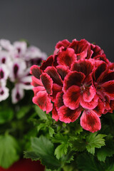 Poster - Beautiful red and pink pelargonium geranium plant in red pot.