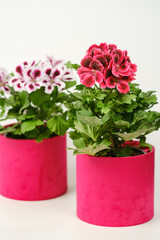 Poster - Beautiful red and pink pelargonium geranium plant in red pot.