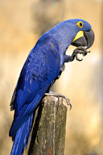 Closeup Blue Hyacinth Macaw (Anodorhynchus Hyacinthinus) Seen From Profile And Perched On Wood Post