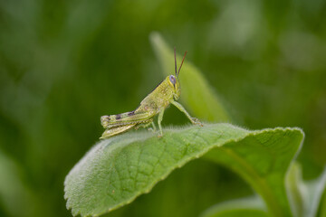 Green grasshopper with pointy antennas on a green leaf