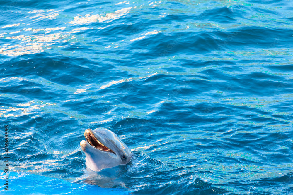 Obraz na płótnie Happy dolphin in the dolphinarium . Trained fish in the blue water  w salonie
