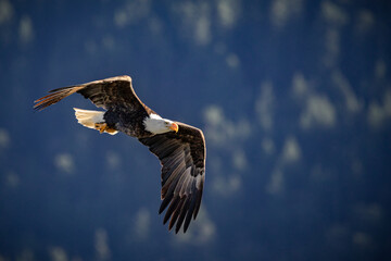 Poster - Closeup shot of a bald eagle