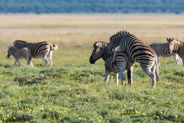 Canvas Print - Young zebra with one trying to mount the other