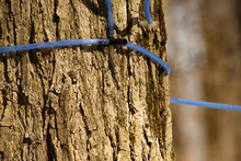 Maple Tree Tap Closeup