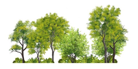 Wall Mural - abstract watercolor green tree side view isolated on white background for landscape and architecture