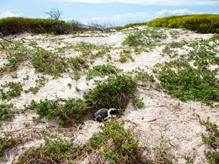 Wall Mural - Penguin nesting on bolder beach