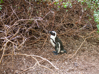 Wall Mural - Wild penguin walking to his nest at the bushes