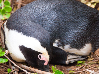 Wall Mural - Sleeping penguin nesting an egg