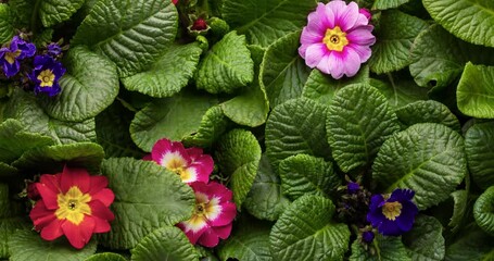 Poster - Timelapse of spring flower blossom