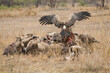 Witruggier, African White-backed Vulture, Gyps africanus