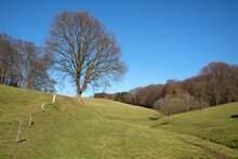 Beautiful View Of Trees On A Green Hill Under A Blue Sky