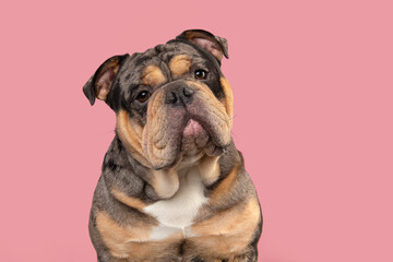 Portrait of a old english bulldog dog looking at the camera on a pink background