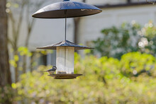 Carolina Chickadee Perched On A Bird Feeder