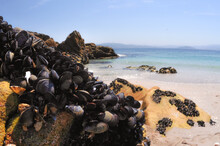 Mussels On The Rock