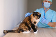 © kittyfly - male doctor, veterinarian in mask, with a stethoscope in veterinary clinic conducts examination and medical examination of dark domestic cat, concept of medical veterinary care, pet health