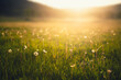canvas print picture - Forest meadow with fresh green grass and dandelions at sunset. Selective focus. Beautiful summer nature background.