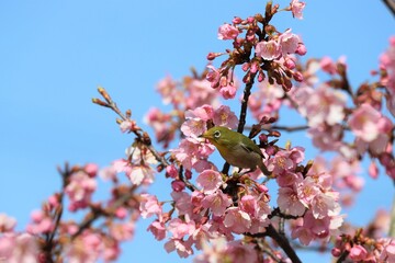 Wall Mural - 馬見丘陵公園　河津桜とメジロ