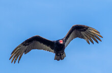 Turkey Vulture Flying Overhead In Blue Sky