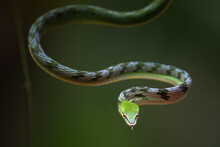 Asian Vine Snake On A Tree Branch, Indonesia