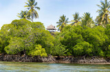Fototapeta Sawanna - Mangroves with coconut palms