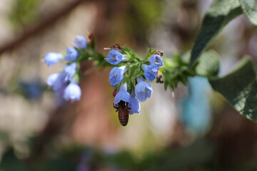 
flower bell on blurred background with beetle in bud