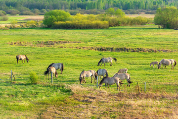 Wall Mural - herd of sheep in a field