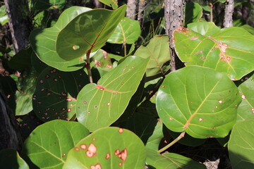 leaf close up