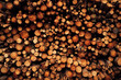 © Eduardo Ramon/ADDICTIVE STOCK - Pile of cut tree trunks and branches arranged together in forest as abstract background