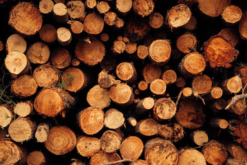 Pile of cut tree trunks and branches arranged together in forest as abstract background