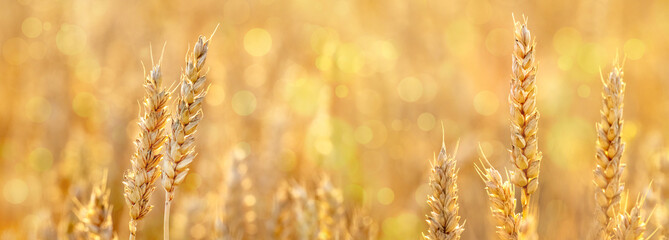 Summer background with wheat ears in the field in gold tones, panorama