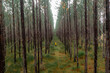© Jordi Bataller/ADDICTIVE STOCK - Drone view of unrecognizable person walking on narrow rural path amidst lush green coniferous trees in Australia