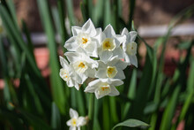 Narcisos Blancos (Narcissus Papyraceus) En Primavera
