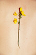 © Marianna Jaszczuk/ADDICTIVE STOCK - From above of tender bright yellow flower on body of crop anonymous tanned person in sunlight