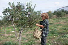 Side View Of Cute Little Boy In Casual Clothes Collecting Fresh Ripe Olives From Tree Into Straw Basket While Working In Plantation On Sunny Day