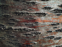 Brown Cherries (cherry) Bark Texture. Concept Of Abstract Pattern Of Natural Surface, Close-up.
