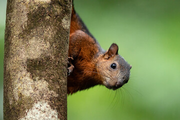 Wall Mural - a curious squirrel looking down from behind of a tree. funny, quick and cute. green background, brow