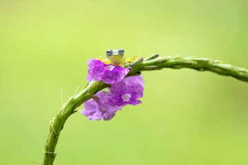 Wall Mural - A tiny and very beautiful glass frog sitting quietly on a violet flower. Amazing scene from a rain forest of Costa Rica. Clean green background.