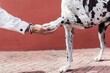 © Sergio Victor Vega/ADDICTIVE STOCK - Crop unrecognizable male owner holding paw of adorable Harlequin Great Dane dog while standing on paved street in sunlight