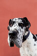 © Sergio Victor Vega/ADDICTIVE STOCK - Adorable calm Harlequin Great Dane dog sitting on paved street near red wall and looking away