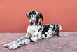 © Sergio Victor Vega/ADDICTIVE STOCK - Side view of adorable calm Harlequin Great Dane dog sitting on paved street near red wall and looking away