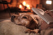© Philippe Degroote/ADDICTIVE STOCK - Cute fluffy Setter dog lying near female owner taking notes in notebook while chilling together on floor on background of fireplace in cozy house in evening