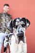 © Sergio Victor Vega/ADDICTIVE STOCK - Male owner standing with big Harlequin Great Dane dog during stroll in city and looking at camera