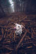 © Ruben Soto/ADDICTIVE STOCK - White dog with wooden stick walking along path in gloomy woods with tall trees on foggy day