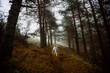 © Ruben Soto/ADDICTIVE STOCK - White dog with wooden stick walking along path in gloomy woods with tall trees on foggy day