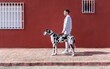© Sergio Victor Vega/ADDICTIVE STOCK - Side view of male owner standing with big Harlequin Great Dane dog during stroll in city and looking away