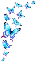 Butterfly761