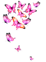 Wall Mural - butterfly762