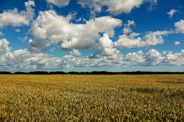 Field with ripe yellow wheat. Beautiful farm landscape with cloudy skies. Rural area in Lithuania