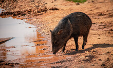 Wild Pig Or Pecari Tajacu In The River