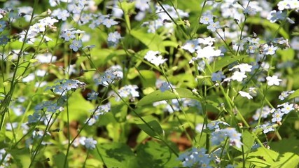 Sticker - Forget-me-not. A background from many beautiful Myosotis arvensis.
